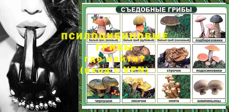 наркошоп  Велиж  Галлюциногенные грибы Psilocybine cubensis 